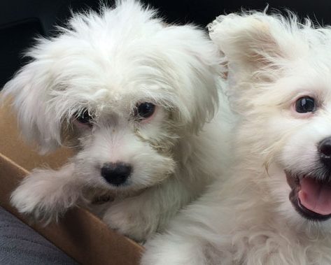 Luna And Lulu