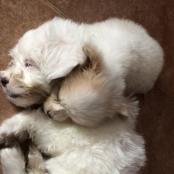 Tito And Lulu Story